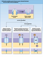 Carrier protein types