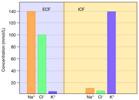 Ion concentrations in ECF and ICF