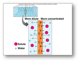 Osmosis across a membrane