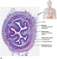 Microscopic structure of the esophagus