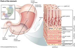 Parts of the stomach wall and mucosa