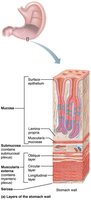 Layers of the stomach wall