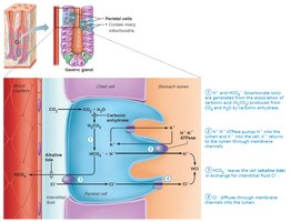 Mechanism of HCl secretion by parietal cells