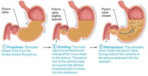 Peristaltic waves in the stomach