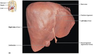 Gross anatomy of the human liver