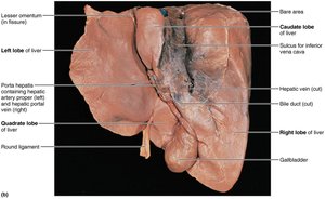 Gross anatomy of the human liver
