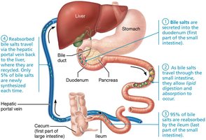 Enterohepatic circulation of bile salts