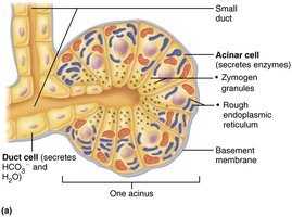 Structure of the enzyme-producing tissue of the pancreas