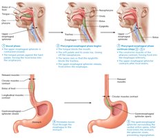 Phases of swallowing (deglutition)
