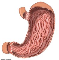 Stomach rugae