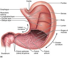 Anatomy of the stomach