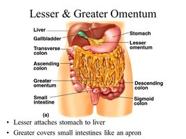 Lesser and greater omentum
