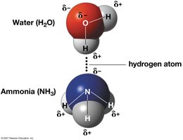 Hydrogen bond