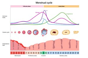 Menstrual cycle hormonal and structural changes