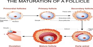 Ovarian follicle histology stages