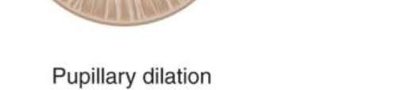 Sympathetic stimulation of radial muscle causing pupillary dilation (part 3)