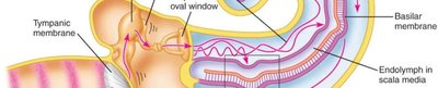 Vestibular system and cochlea anatomy