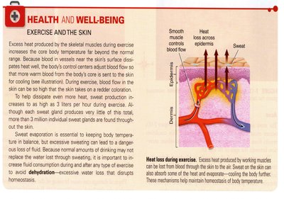 Heat loss during exercise and skin's role in temperature regulation