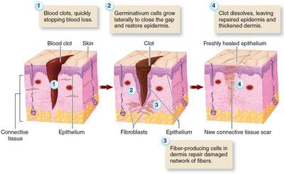 Skin repair process: clotting and regeneration