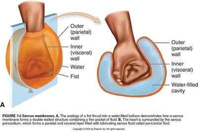 Serous membrane structure and analogy