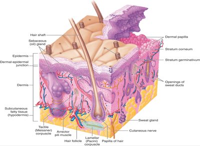 Microscopic view of skin structure