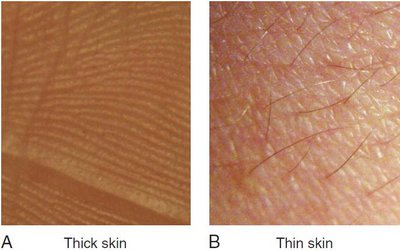 Comparison of thick and thin skin