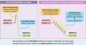 Comparison of direct combustion and stepwise oxidation of sugar