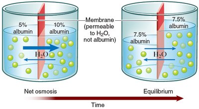 Osmosis across a membrane