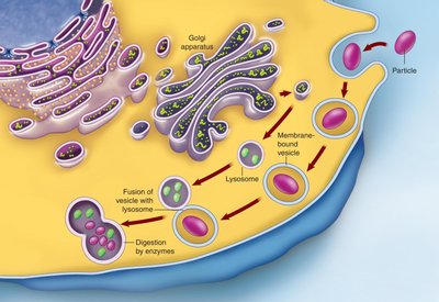 Phagocytosis process
