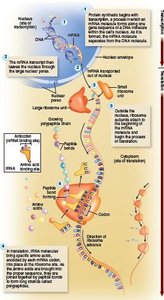 Types of RNA table