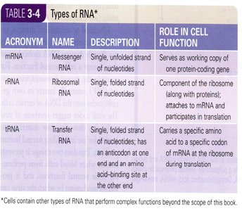 Steps of transcription and translation