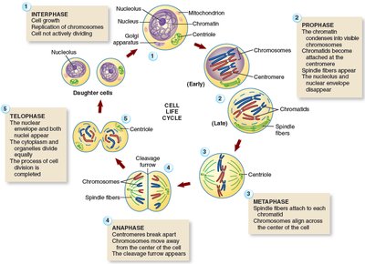 Cell life cycle and mitosis stages