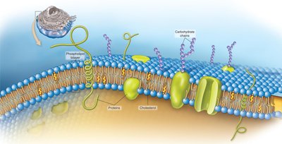 Structure of the plasma membrane
