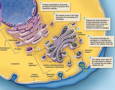 Golgi apparatus and protein export system