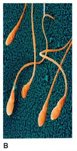 Flagella of human sperm cells