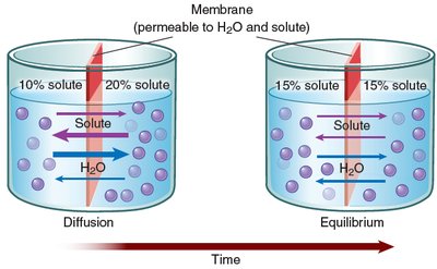 Diffusion through a membrane