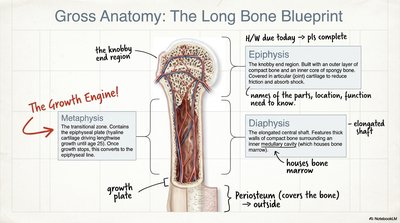 Gross Anatomy of the Long Bone