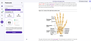 Bones of the right hand, anterior view