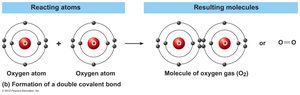 Formation of double covalent bond in oxygen gas
