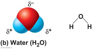 Polar covalent bond: water