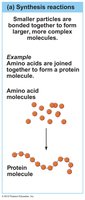 Synthesis reaction: formation of protein from amino acids