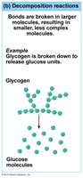 Decomposition reaction: breakdown of glycogen