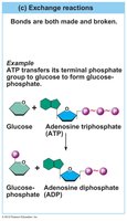 Exchange reaction: ATP and glucose