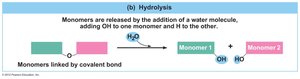 Hydrolysis reaction