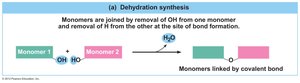 Dehydration synthesis reaction
