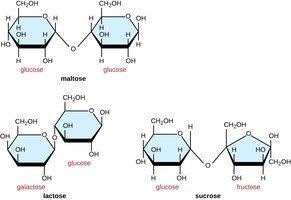 Structures of maltose, lactose, and sucrose