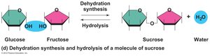 Dehydration synthesis and hydrolysis of sucrose