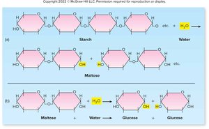 Hydrolysis of maltose and starch