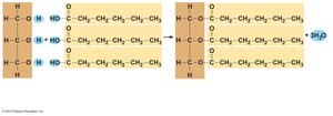 Formation of triglyceride