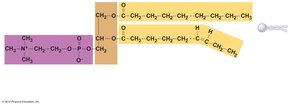 Phospholipid molecule